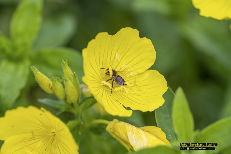 Tulln an der Donau, Juni 2023