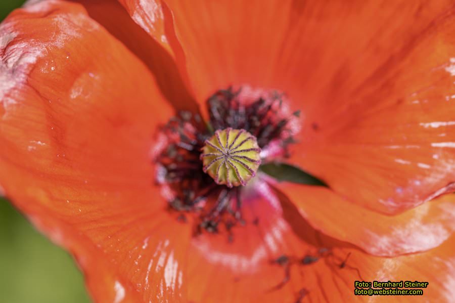 Tulln an der Donau, Juni 2023