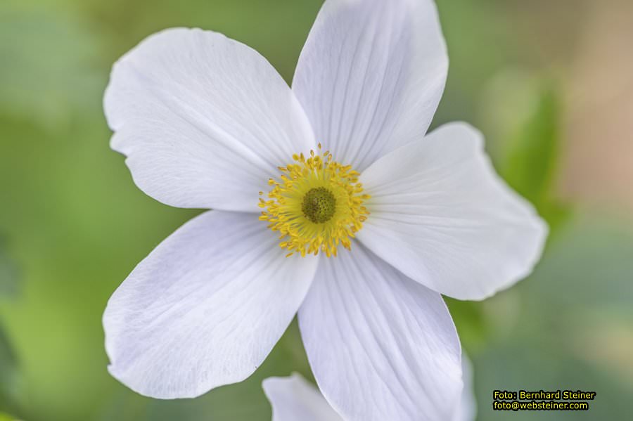 Tulln an der Donau, Juni 2023