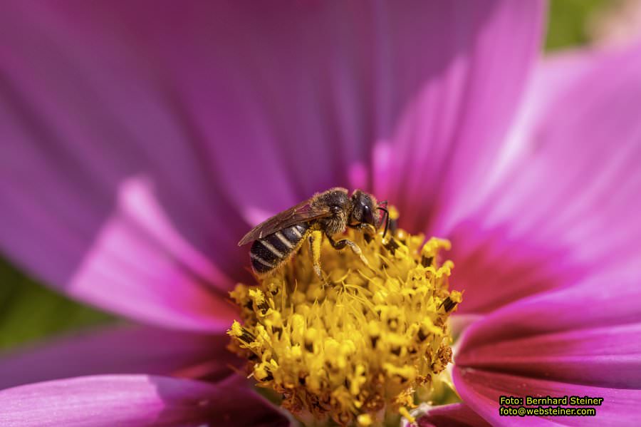 Tulln an der Donau, Juni 2023