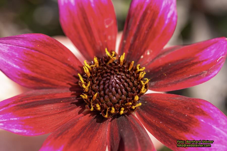 Tulln an der Donau, Juni 2023