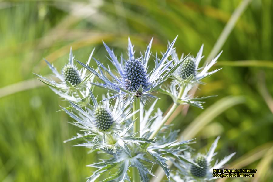 Tulln an der Donau, Juni 2023