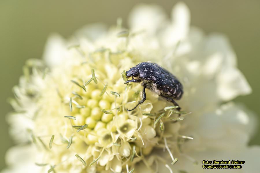 Tulln an der Donau, Juni 2023