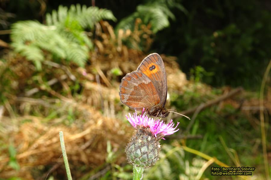 Viktorsberg in Vorarlberg, August 2017