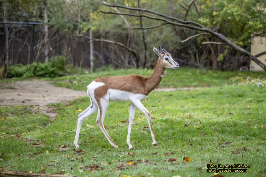 Zoo Vienna - Tiergarten Schnbrunn, Oktober 2024