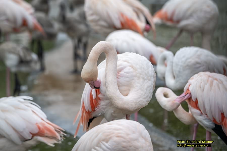 Zoo Vienna - Tiergarten Schnbrunn, Oktober 2024