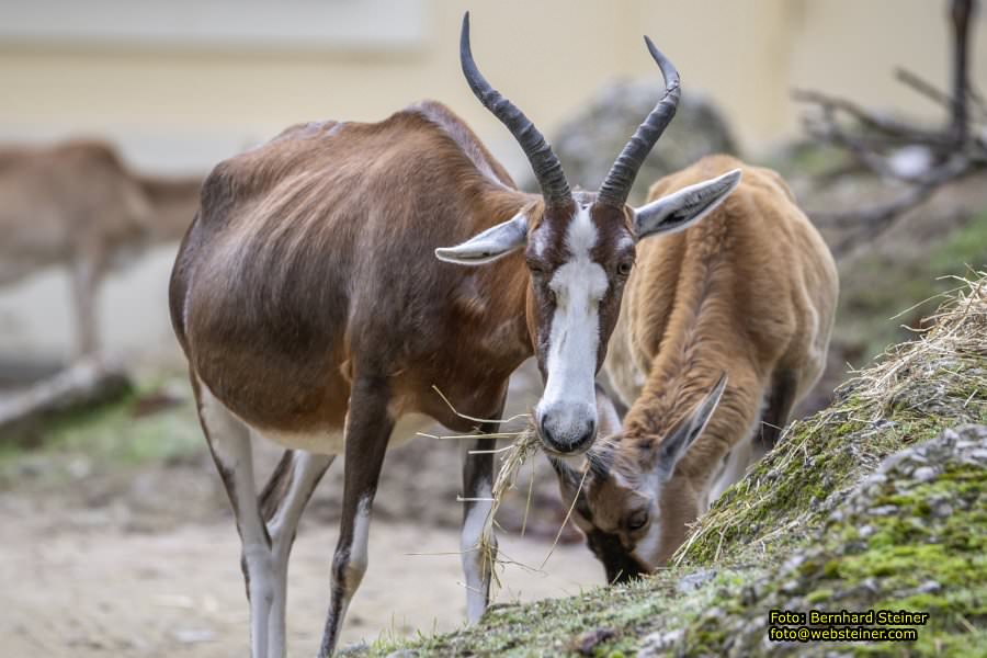 Zoo Vienna - Tiergarten Schnbrunn, Oktober 2024