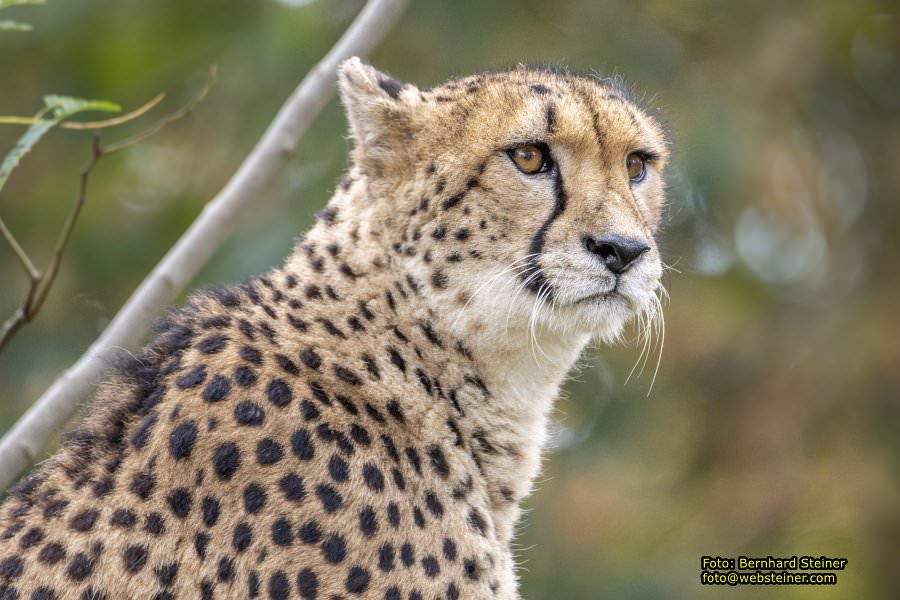 Zoo Vienna - Tiergarten Schnbrunn, Oktober 2024