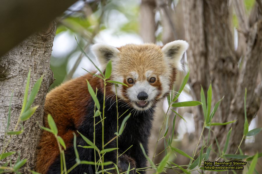 Zoo Vienna - Tiergarten Schnbrunn, Oktober 2024