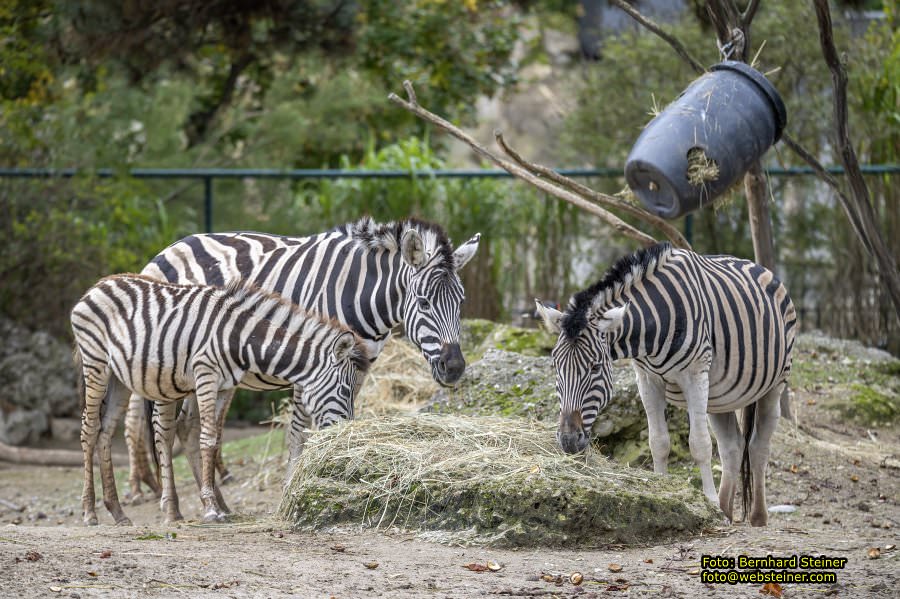 Zoo Vienna - Tiergarten Schnbrunn, Oktober 2024