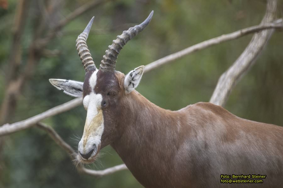 Zoo Vienna - Tiergarten Schnbrunn, Oktober 2024