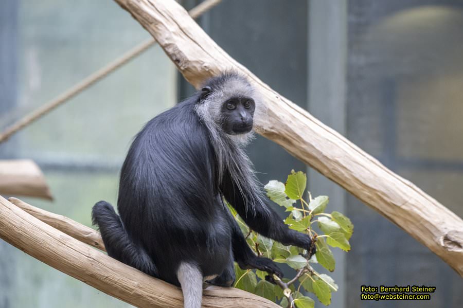 Zoo Vienna - Tiergarten Schnbrunn, Oktober 2024