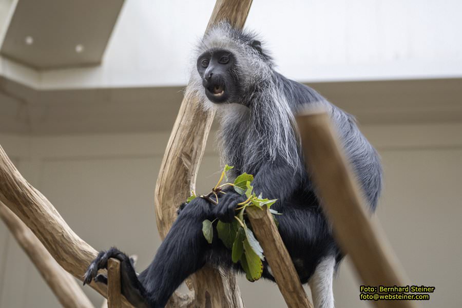 Zoo Vienna - Tiergarten Schnbrunn, Oktober 2024