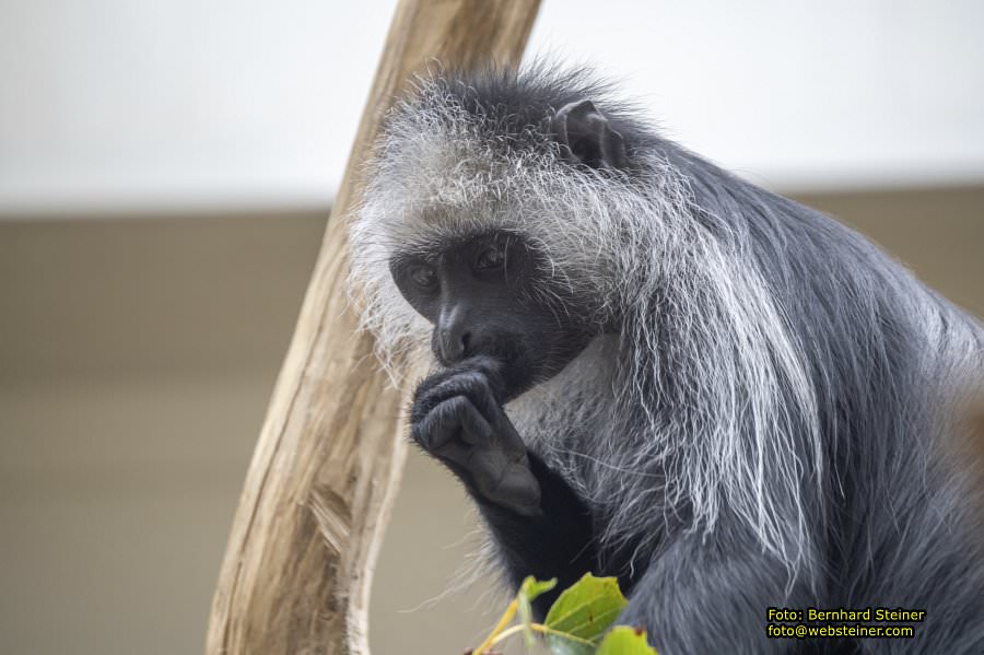 Zoo Vienna - Tiergarten Schnbrunn, Oktober 2024