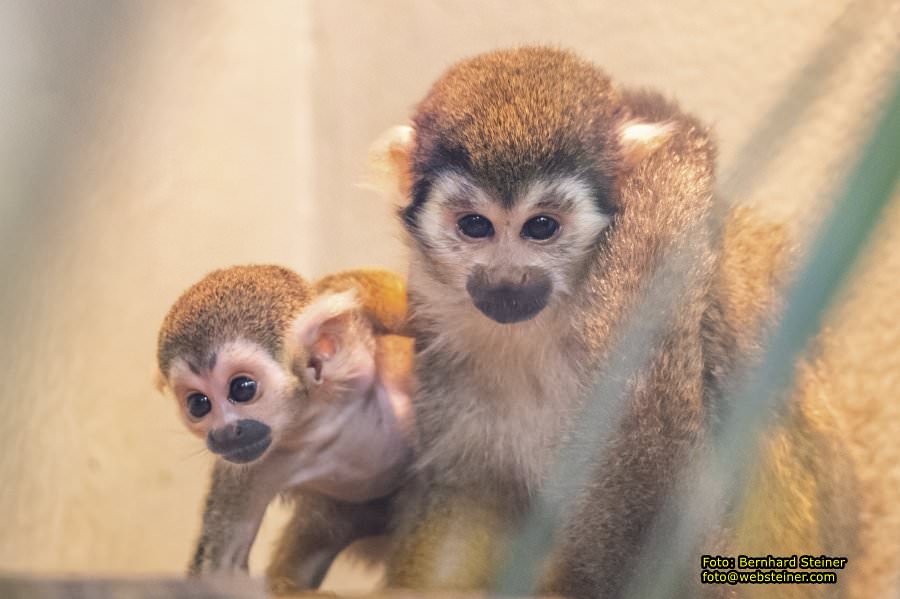 Zoo Vienna - Tiergarten Schnbrunn, Oktober 2024