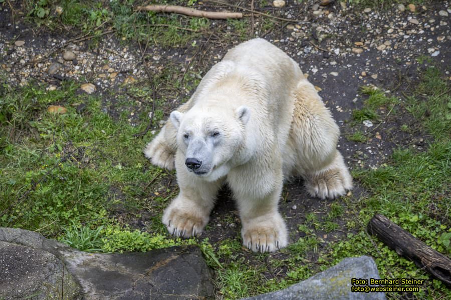 Zoo Vienna - Tiergarten Schnbrunn, Oktober 2024