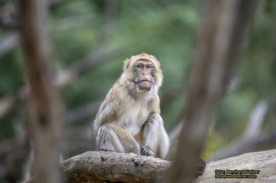 Zoo Vienna - Tiergarten Schnbrunn, Oktober 2024