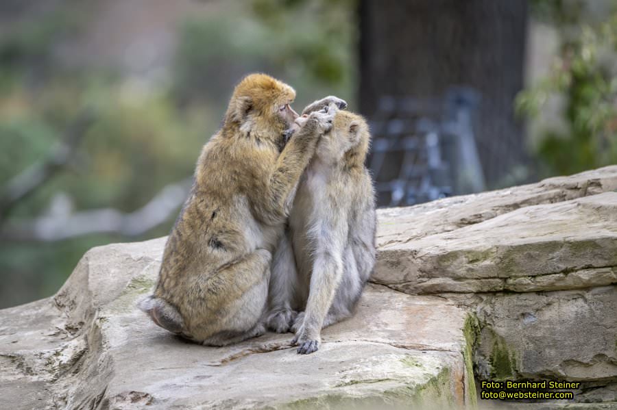 Zoo Vienna - Tiergarten Schnbrunn, Oktober 2024