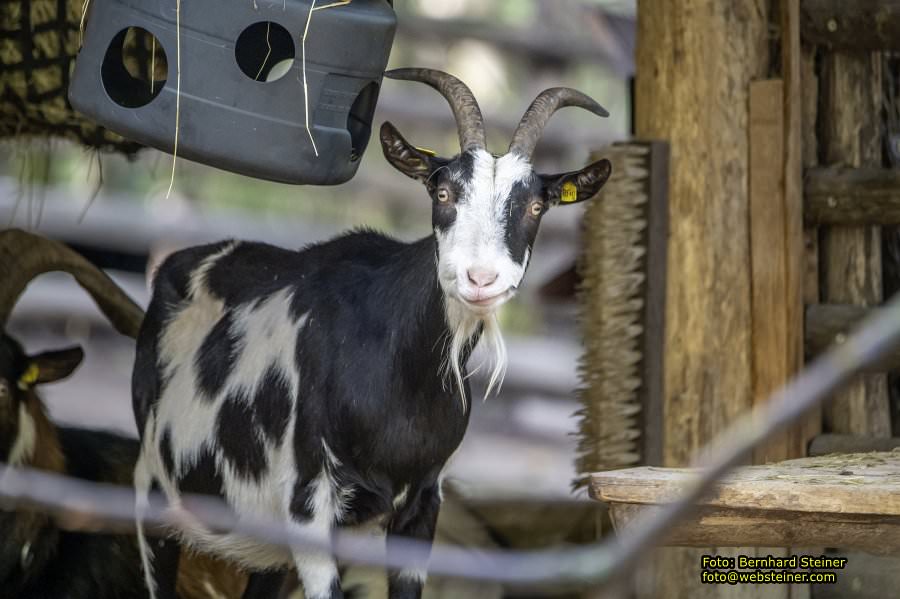 Zoo Vienna - Tiergarten Schnbrunn, Oktober 2024