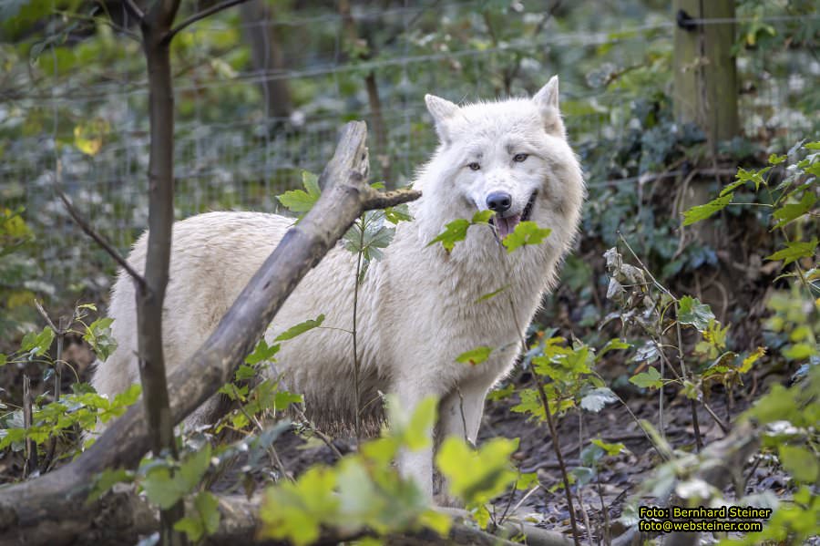 Zoo Vienna - Tiergarten Schnbrunn, Oktober 2024