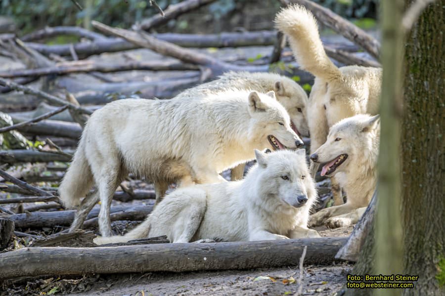 Zoo Vienna - Tiergarten Schnbrunn, Oktober 2024