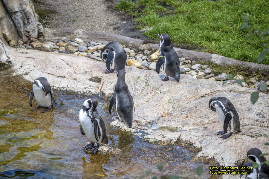 Zoo Vienna - Tiergarten Schnbrunn, Oktober 2024