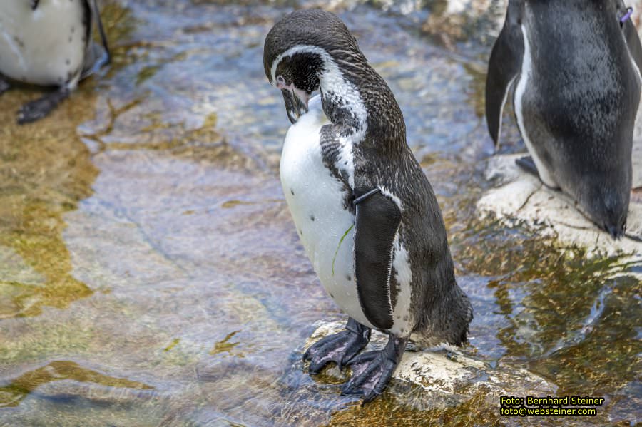 Zoo Vienna - Tiergarten Schnbrunn, Oktober 2024