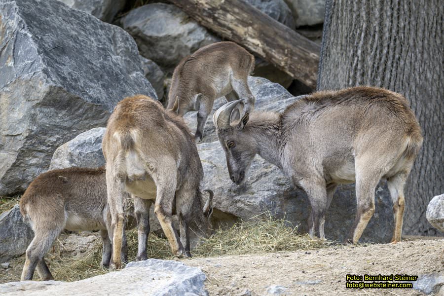 Zoo Vienna - Tiergarten Schnbrunn, Oktober 2024