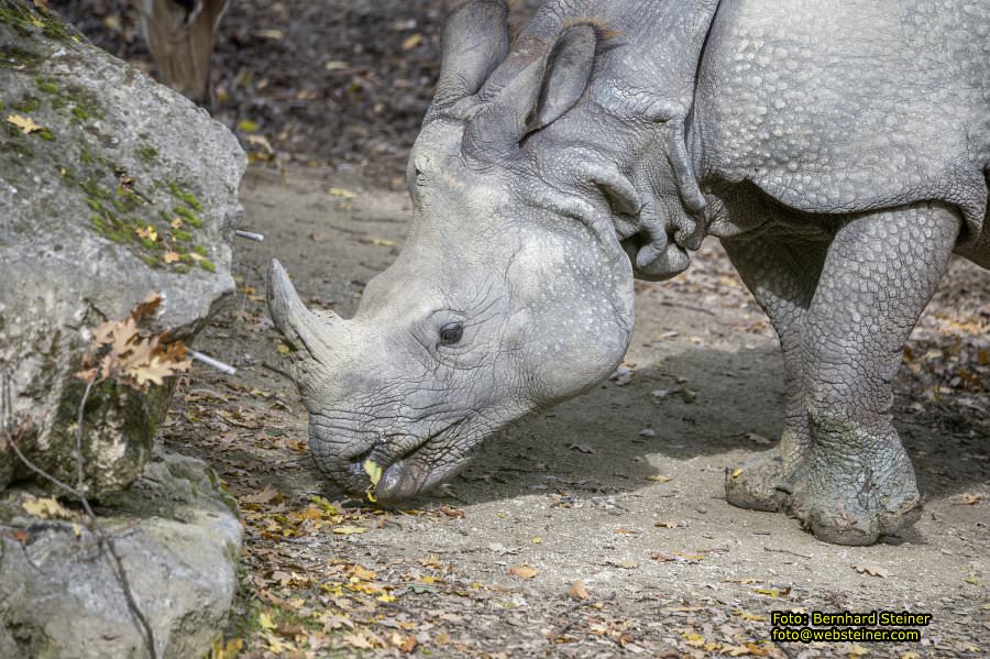 Zoo Vienna - Tiergarten Schnbrunn, Oktober 2024