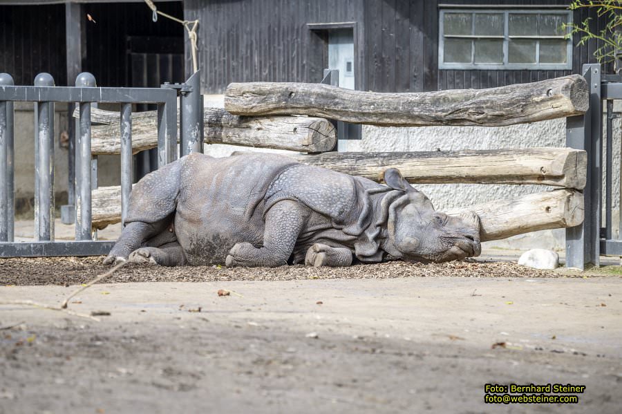 Zoo Vienna - Tiergarten Schnbrunn, Oktober 2024