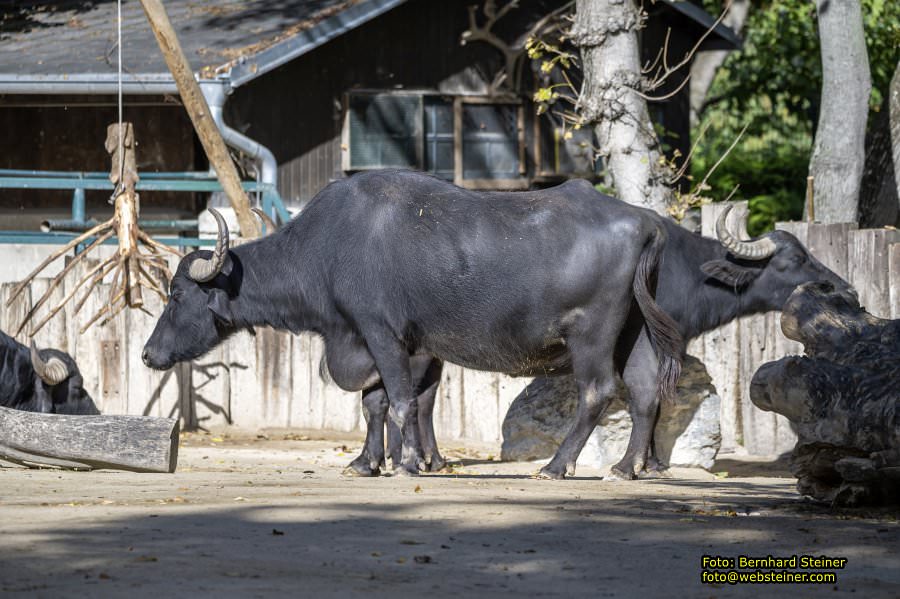 Zoo Vienna - Tiergarten Schnbrunn, Oktober 2024