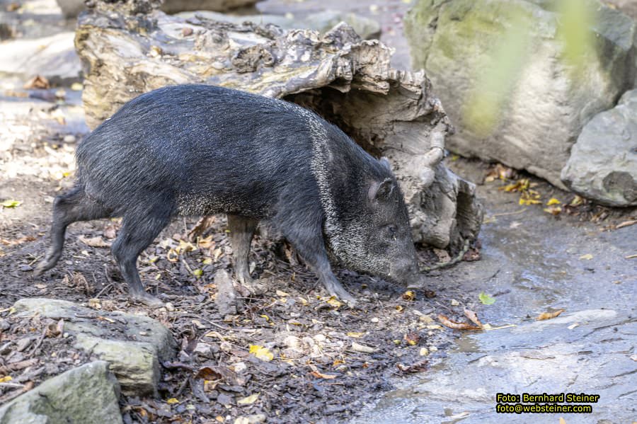 Zoo Vienna - Tiergarten Schnbrunn, Oktober 2024