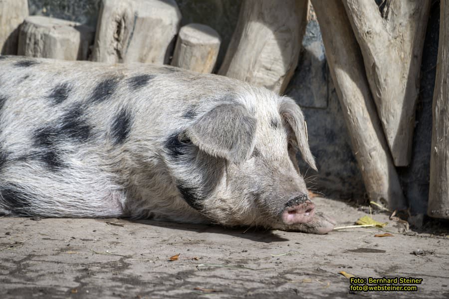 Zoo Vienna - Tiergarten Schnbrunn, Oktober 2024