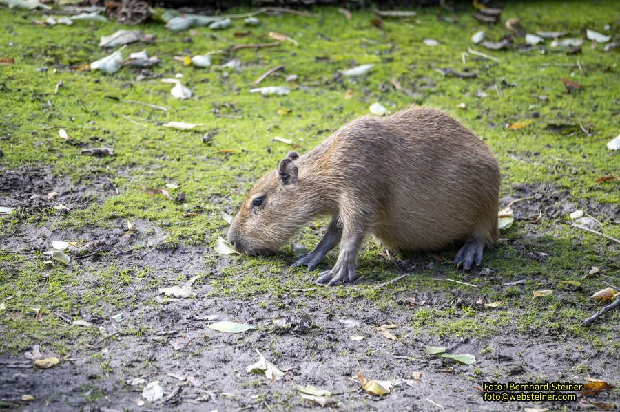 Zoo Vienna - Tiergarten Schnbrunn, Oktober 2024