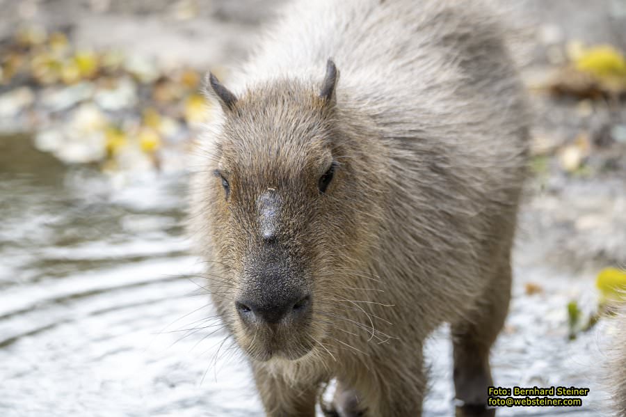 Zoo Vienna - Tiergarten Schnbrunn, Oktober 2024