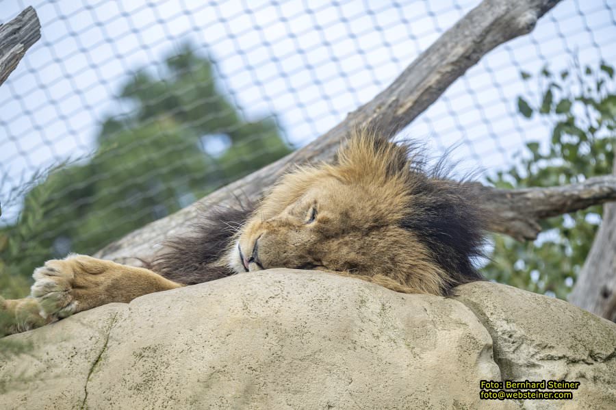 Zoo Vienna - Tiergarten Schnbrunn, Oktober 2024