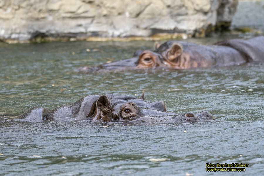 Zoo Vienna - Tiergarten Schnbrunn, Oktober 2024