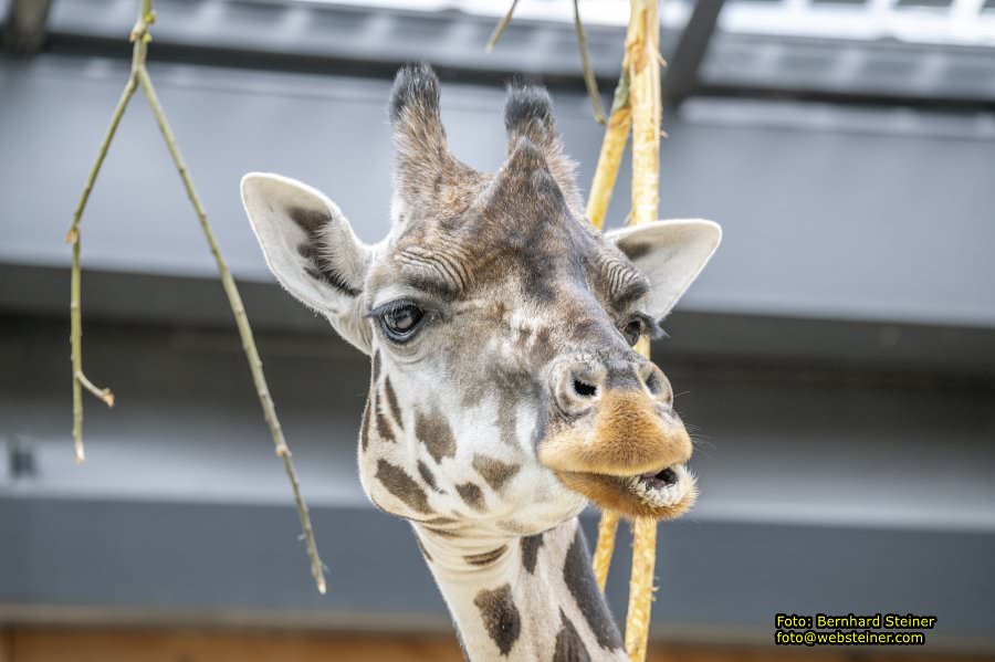 Zoo Vienna - Tiergarten Schnbrunn, Oktober 2024