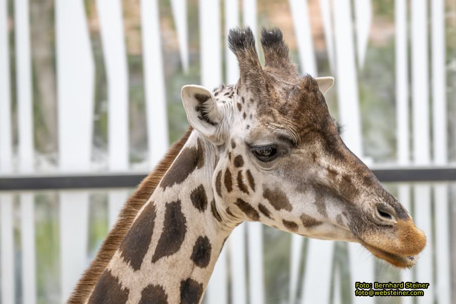 Zoo Vienna - Tiergarten Schnbrunn, Oktober 2024