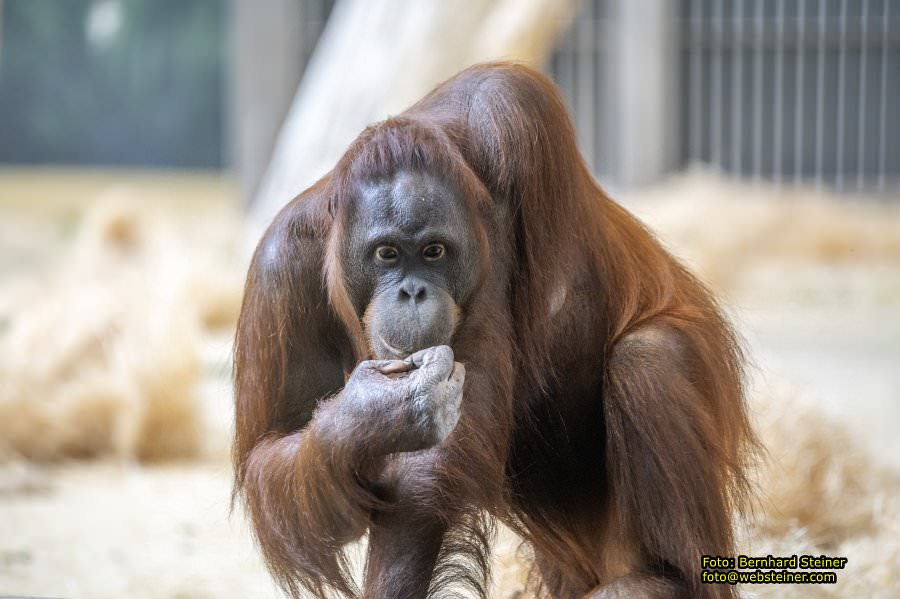 Zoo Vienna - Tiergarten Schnbrunn, Oktober 2024