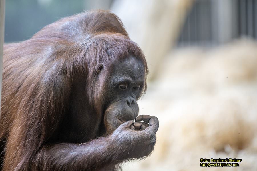 Zoo Vienna - Tiergarten Schnbrunn, Oktober 2024