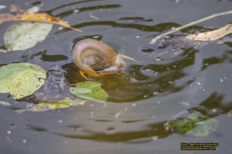 Zoo Vienna - Tiergarten Schnbrunn, Oktober 2024