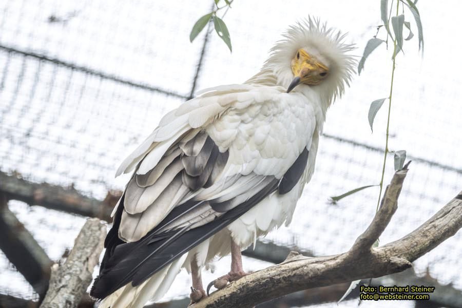 Zoo Vienna - Tiergarten Schnbrunn, Oktober 2024