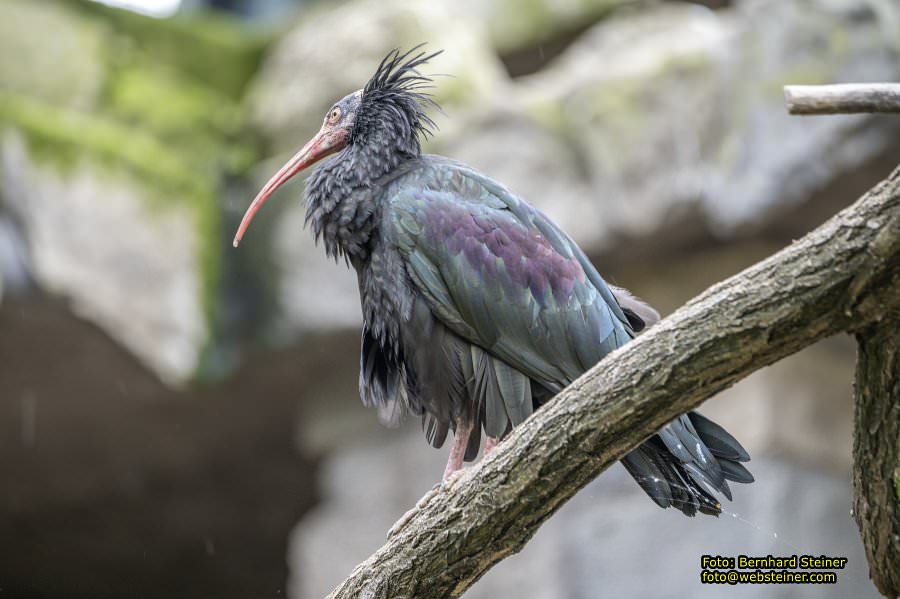 Zoo Vienna - Tiergarten Schnbrunn, Oktober 2024