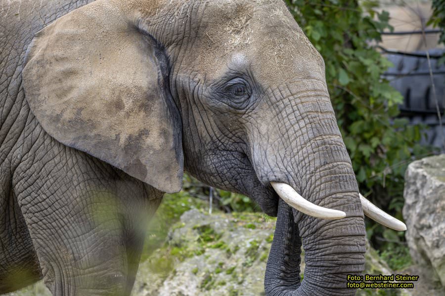 Zoo Vienna - Tiergarten Schnbrunn, Oktober 2024