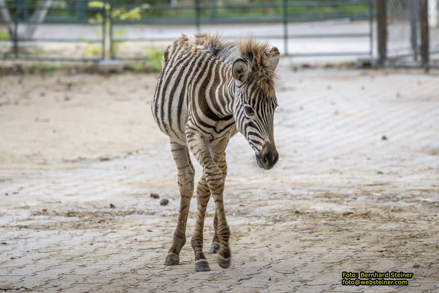 Zoo Vienna - Tiergarten Schnbrunn, Oktober 2024